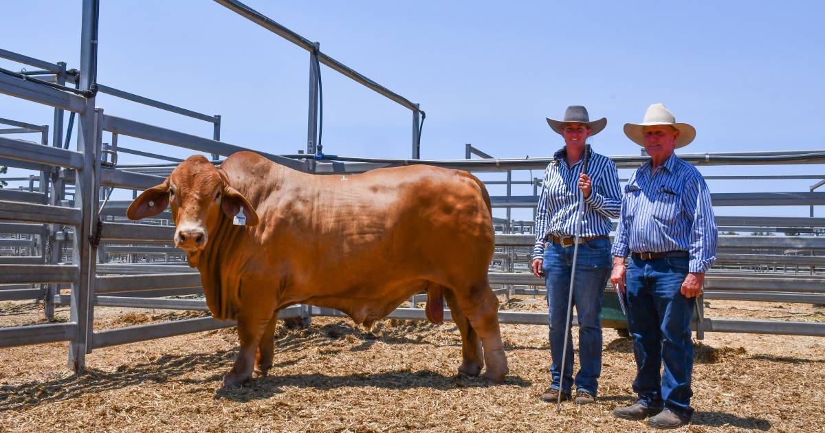 Konjuli Droughtmasters claims top two spots at CQ Invitational Sale