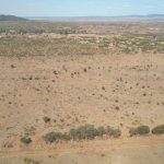 Senate committee recommends aerial shooting of feral horses at Kosciuszko National Park