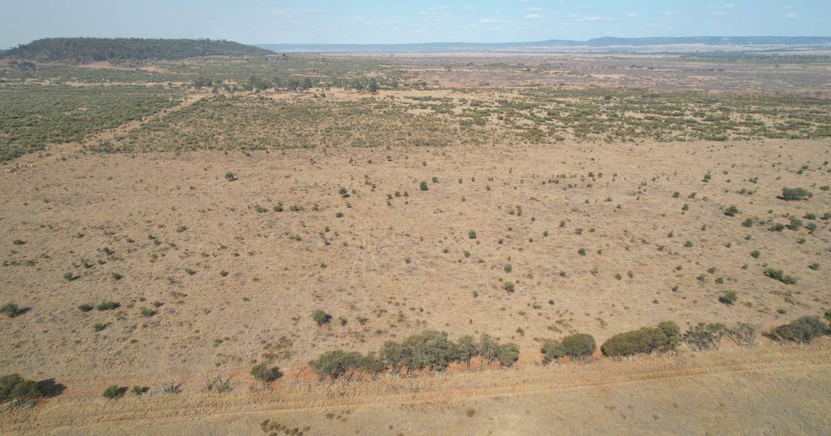 Prime Central Queensland buffel grass country heads to auction