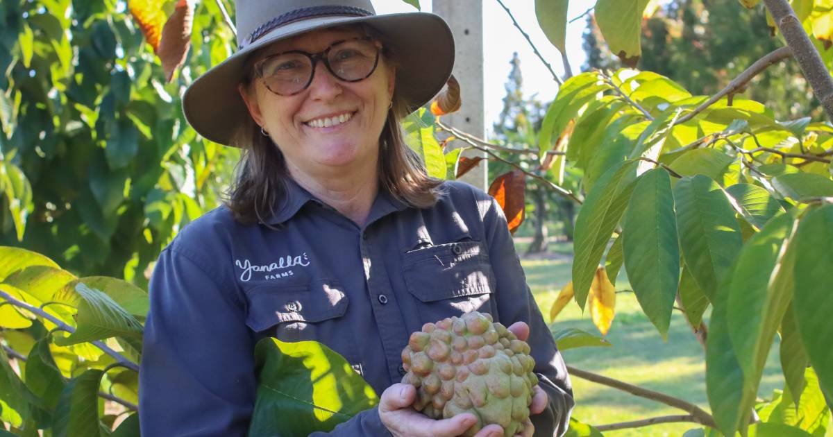 Out-of-season custard apple harvest in full swing at Sunshine Coast