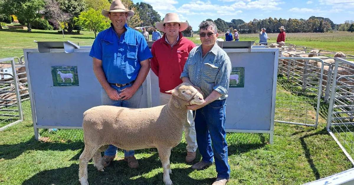 Mt Bathurst rams reach a $1600 top