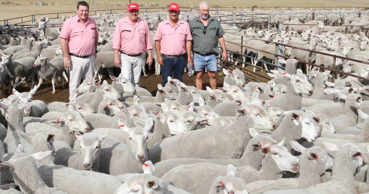 Full clearance of Riverbend 1.5yo ewes | Farm Weekly