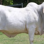 Bulls sell to $70,000 at Great Northern Brahman Sale