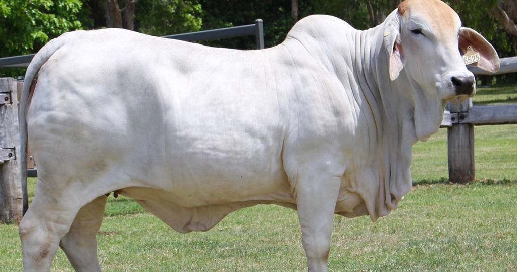 Great Northern Brahman Sale peaks at $70,000