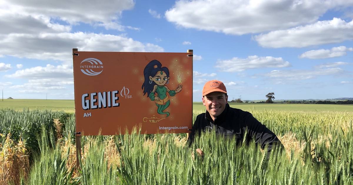 Genie wheat grants growers' wishes