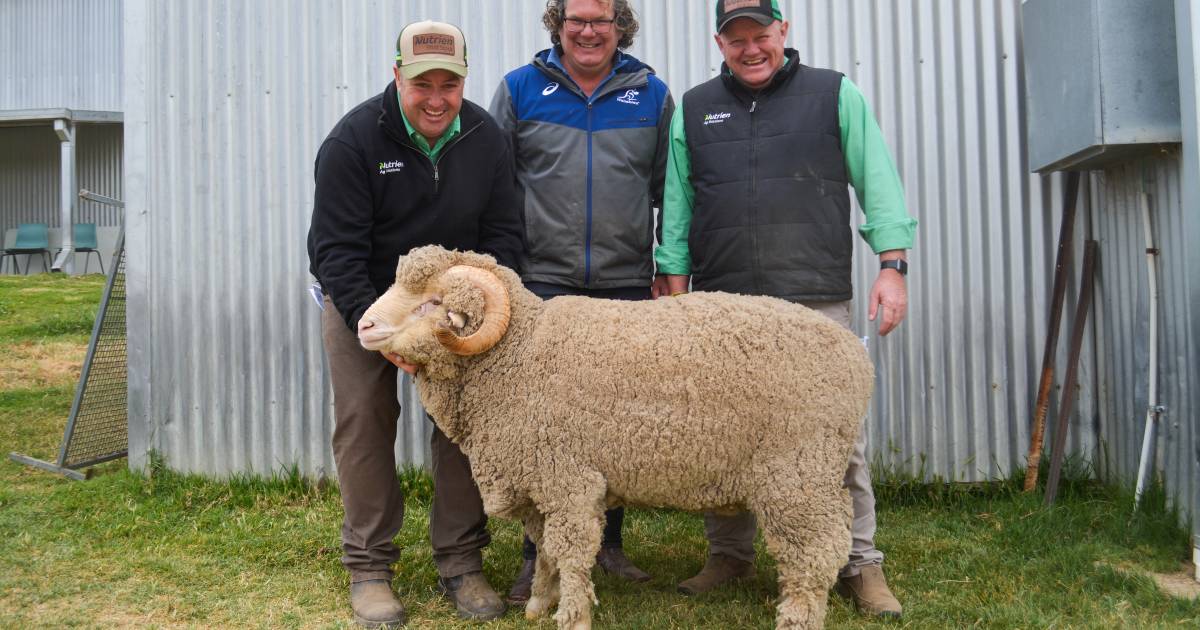 Return buyers underpin Grathlyn Merino and Lynford Poll Merino sale