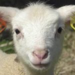 “Fast Eddie” Zhi unveils plans to fly up to 4000 live sheep a week to China | Farm Weekly