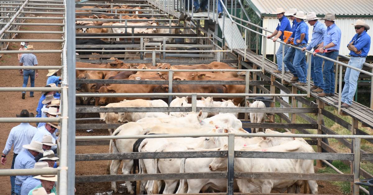 Roma store sale steers top at 272c/kg, 3981 head yarded | Queensland Country Life