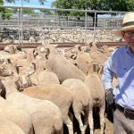 Steaks from record-challenging bullock, Iceberg, on AuctionsPlus | Queensland Country Life