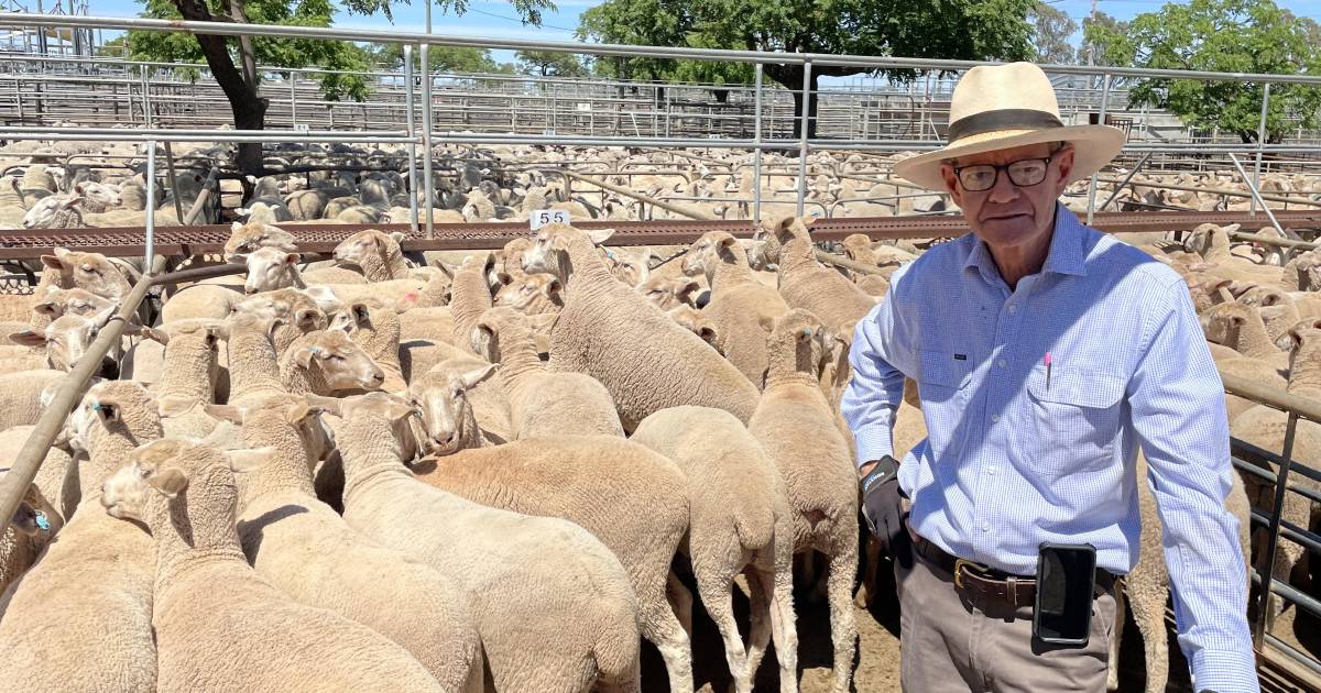 Brighter outlook for NSW lamb prices