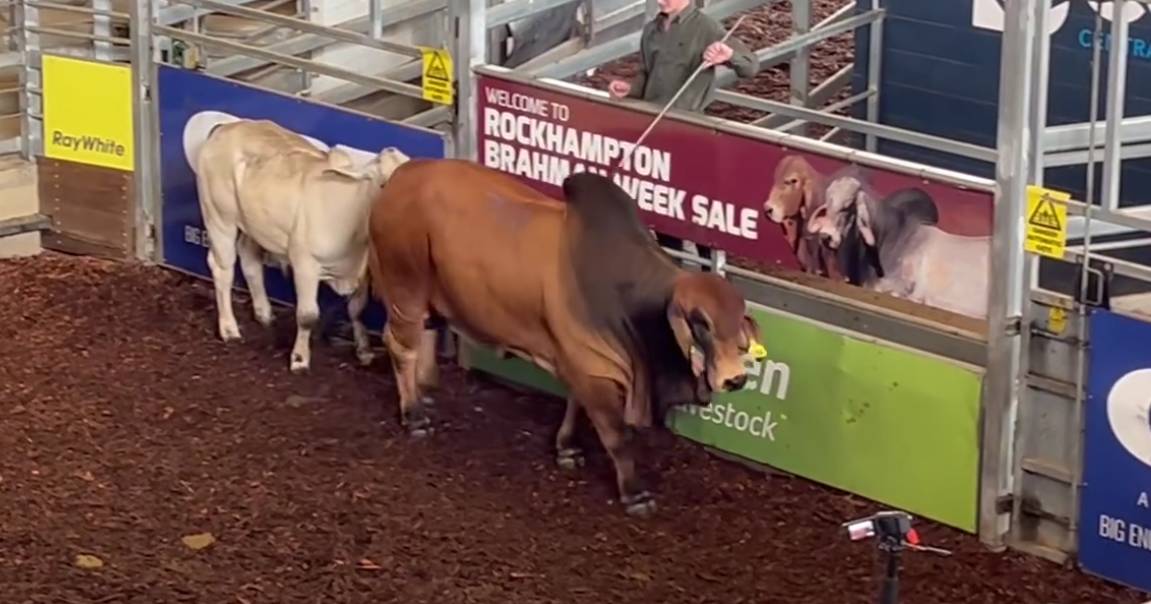 Red Brahman bull sells for six figures on day three of RBWS