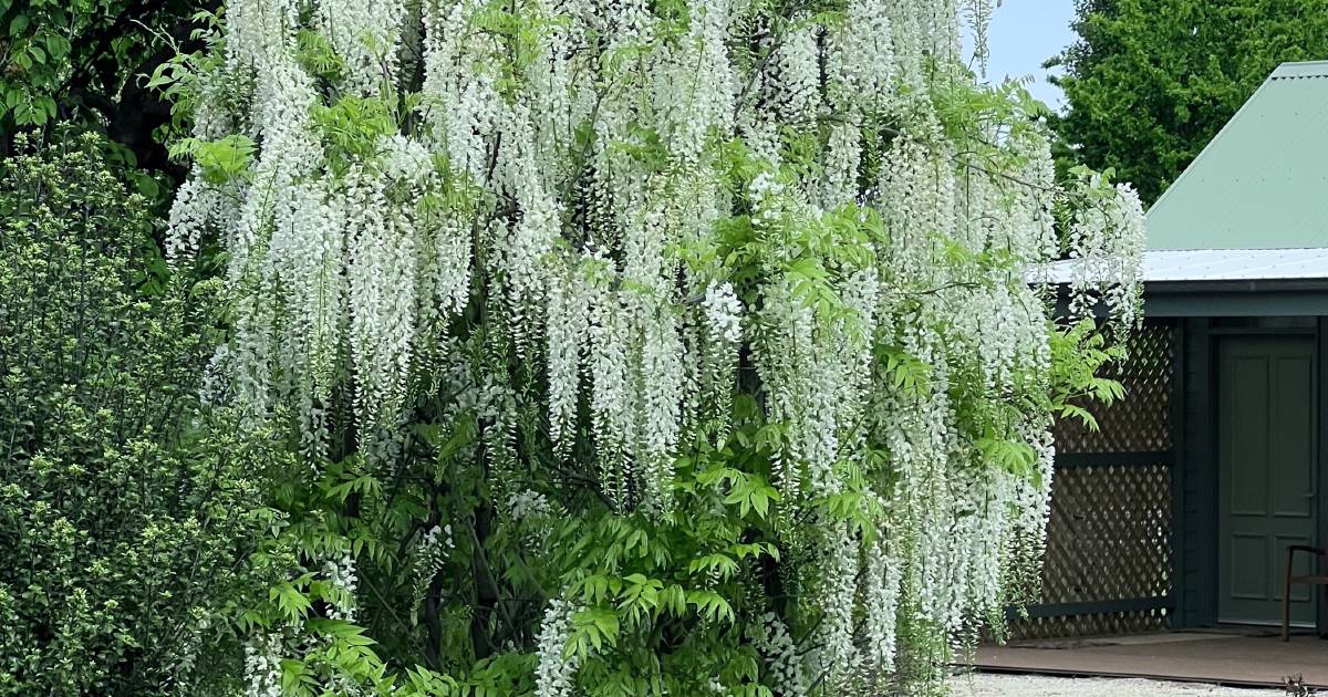 Beware the wisteria hysteria | In Fiona's Garden