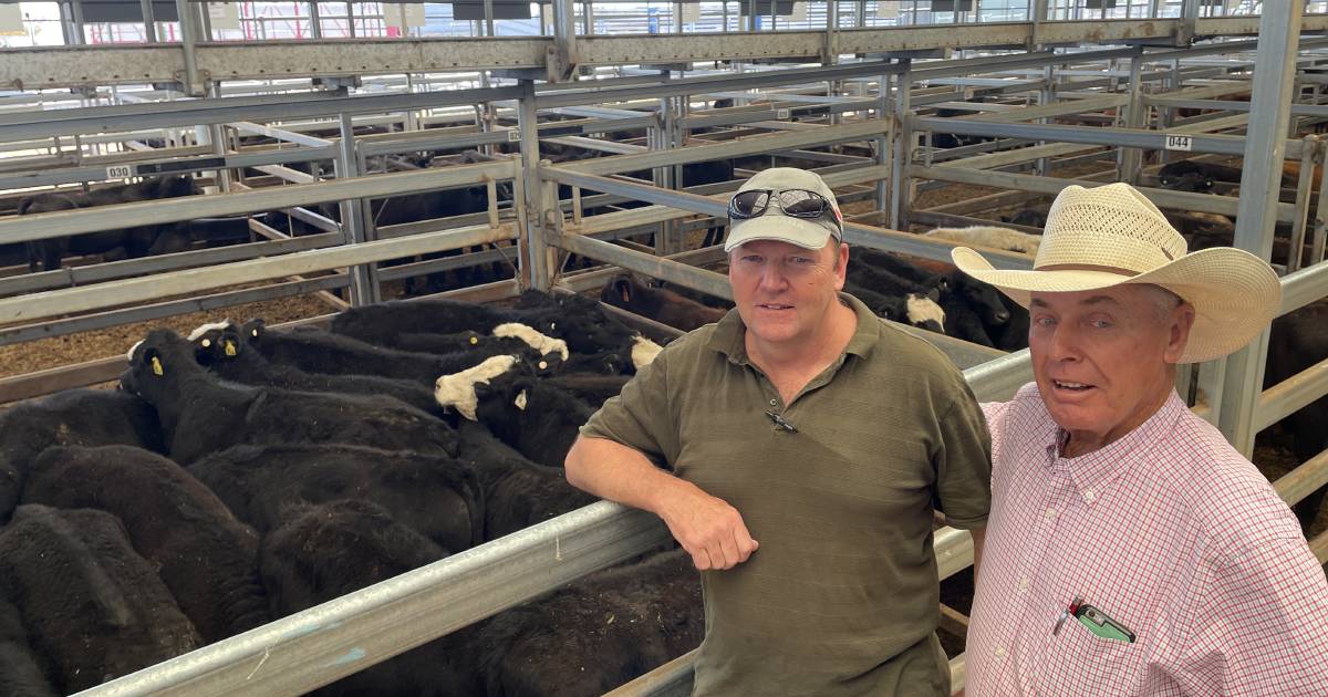 1439 head yarded at Tamworth store sale | The Land