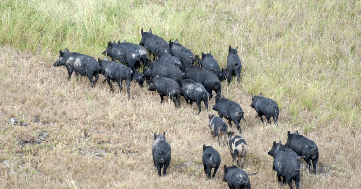 Feral pig workshops to provide landholders latest advice on management options