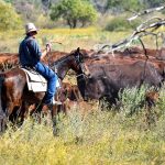 How to decide to vote Yes or No in Saturday’s Voice referendum | Queensland Country Life