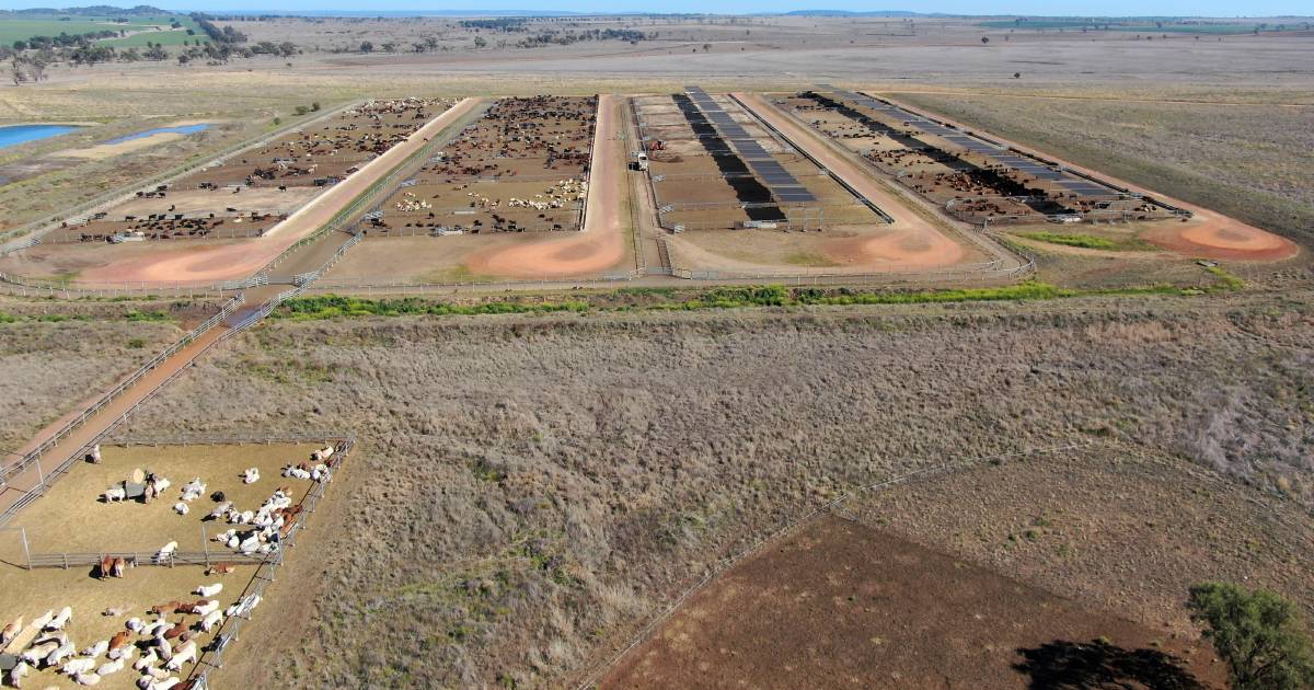 Feedlot, spelling yards with $25-$30 million price expectations