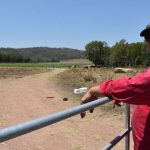 Wagga sale 30 Oct 2023: Well-finished cattle in demand