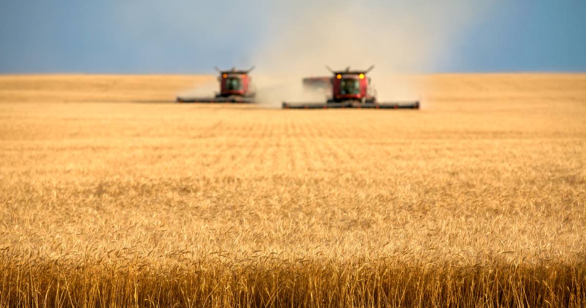 Harvest activity increase sees grain prices drop | The Land