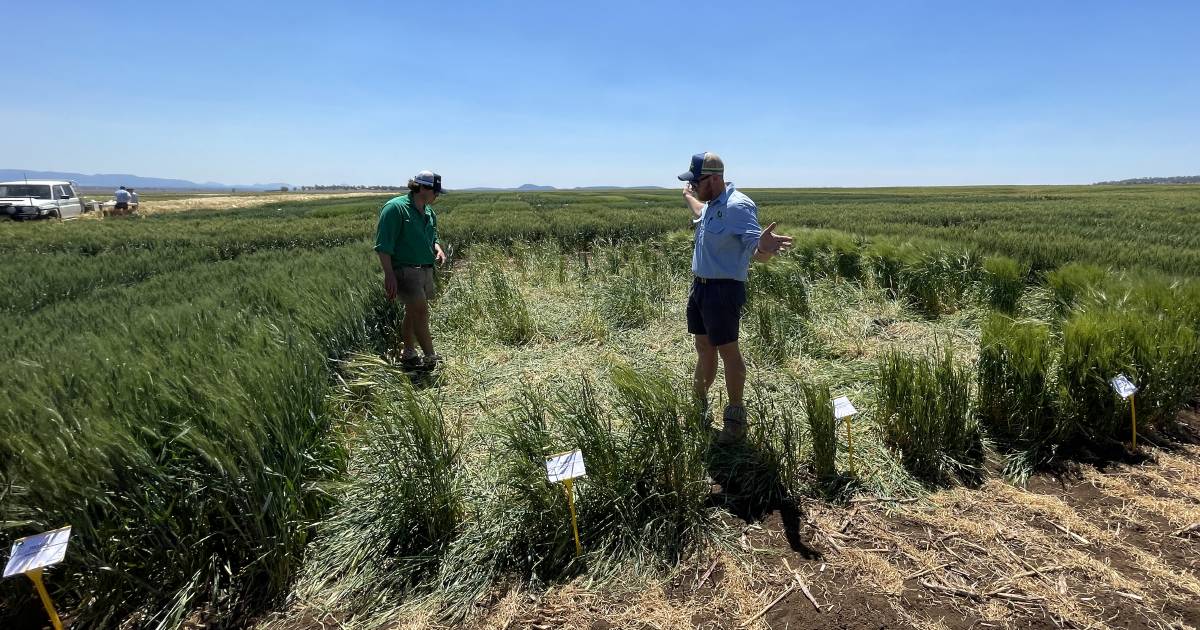 A barley beloved by feral pigs