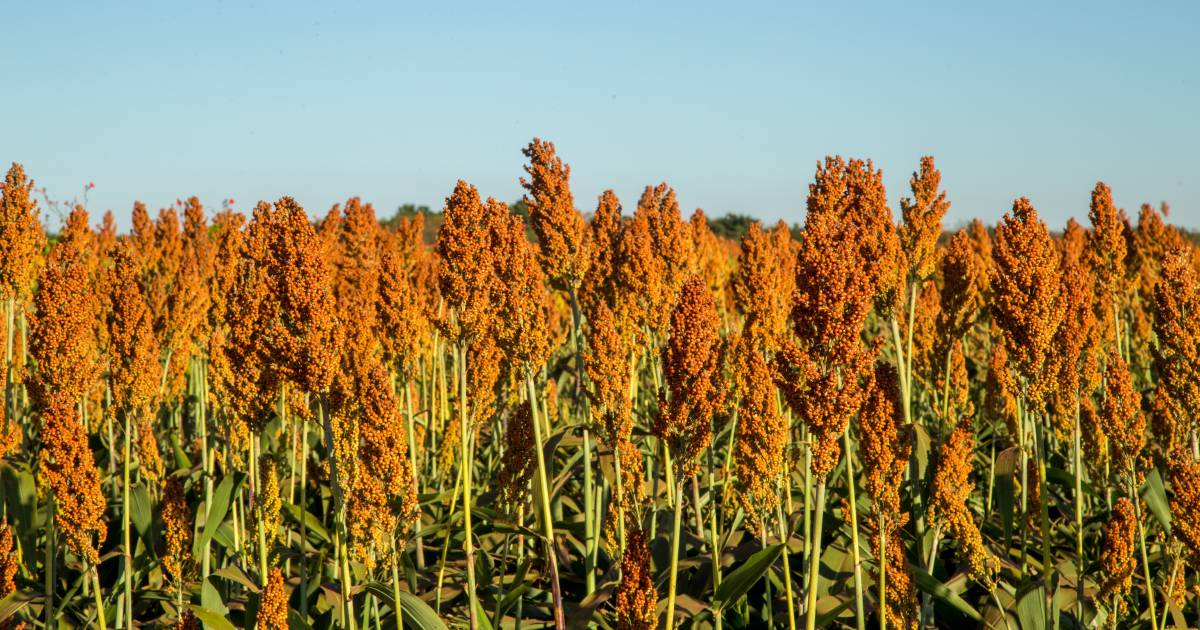 Lack of rain has the 2024 sorghum crop at bottom end of production | The Land