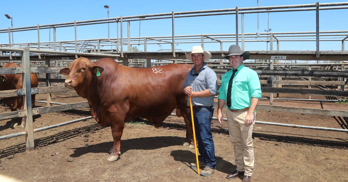 Karragarra tops Roma Droughtmaster sale