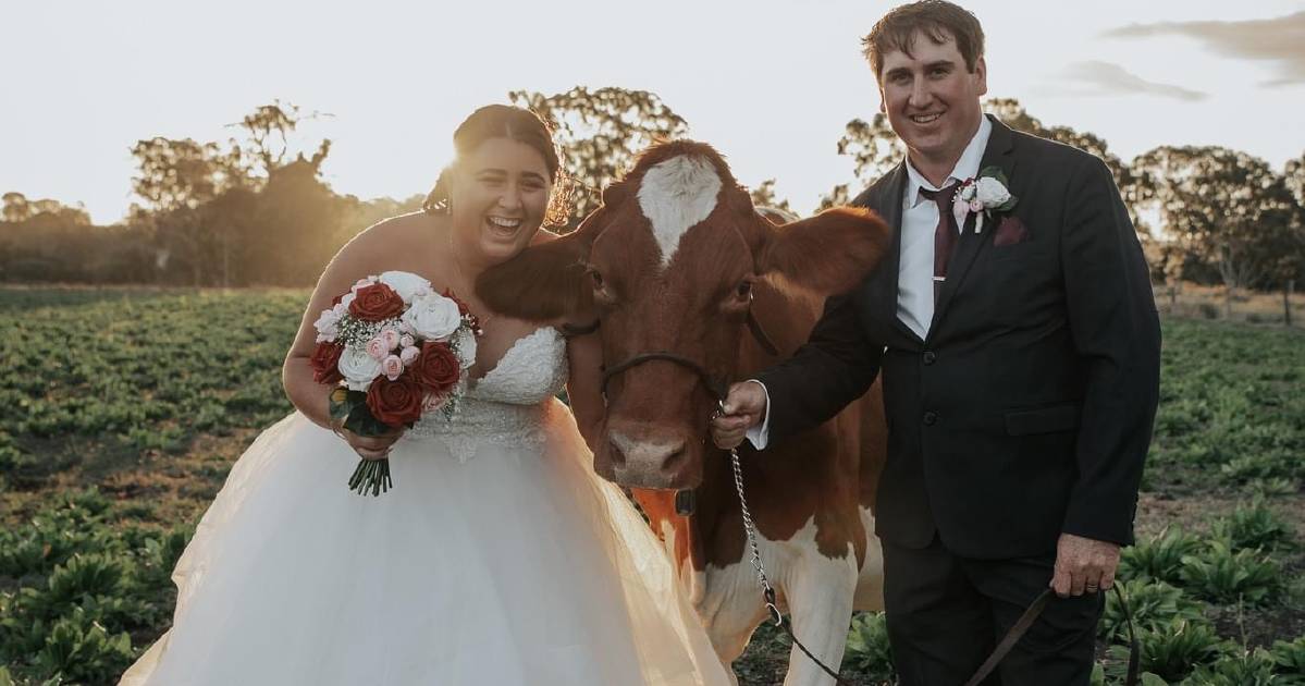 Milking brings lovebirds together