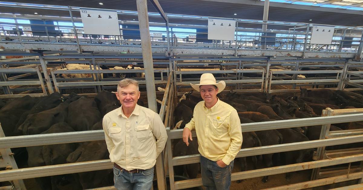 Tamworth cows with calves hit $1030 | The Land