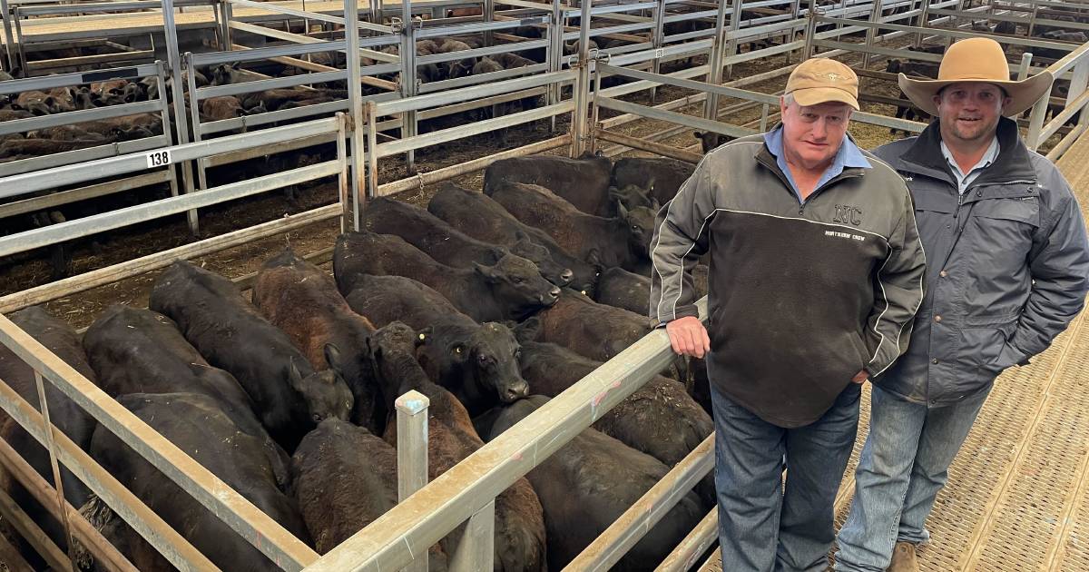 Cows with calves top at $1700 at Carcoar | The Land