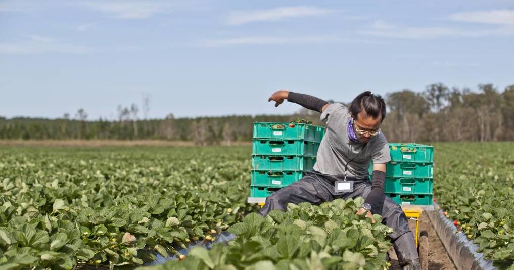 New trends in Australia's farm workforce