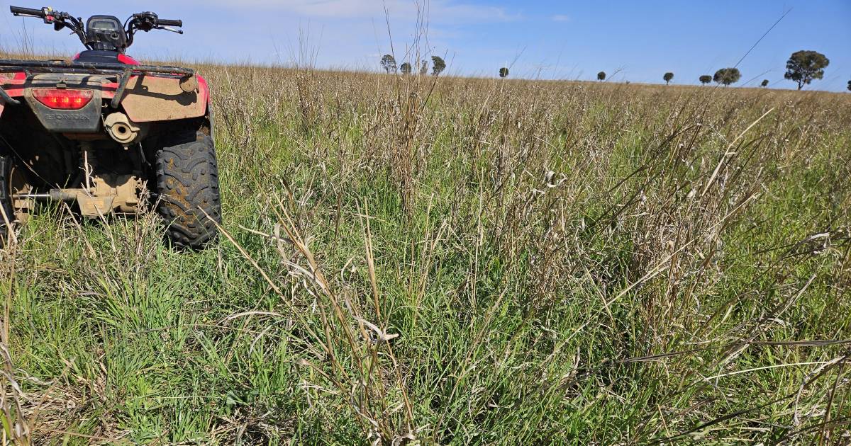 Tropical grass big help in providing drought feed