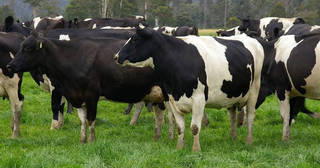 Cows fresh in milk will be affected by strike action