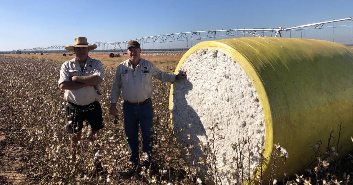 Katherine cotton gin is on track to start commercial ginning at the end of this year | Queensland Country Life