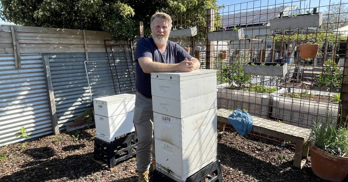 Consumers urged to support local beekeepers, as Varroa mite begins to bite