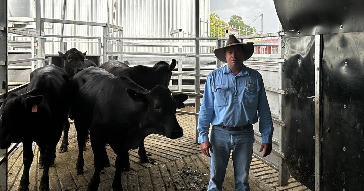 Steers make $870/hd at Innisfail