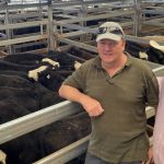 Steer and heifer market weaker online