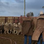 Maximus barley wins Duri Ag Bureau comp | The Land