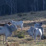 Queensland Premier announces $100 million funding package at LGAQ conference | Queensland Country Life