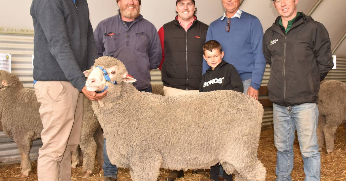 Hiview sire sells to a high of $3000 | Farm Weekly