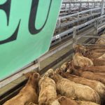 Lancefield Brahman sale kicks off in style