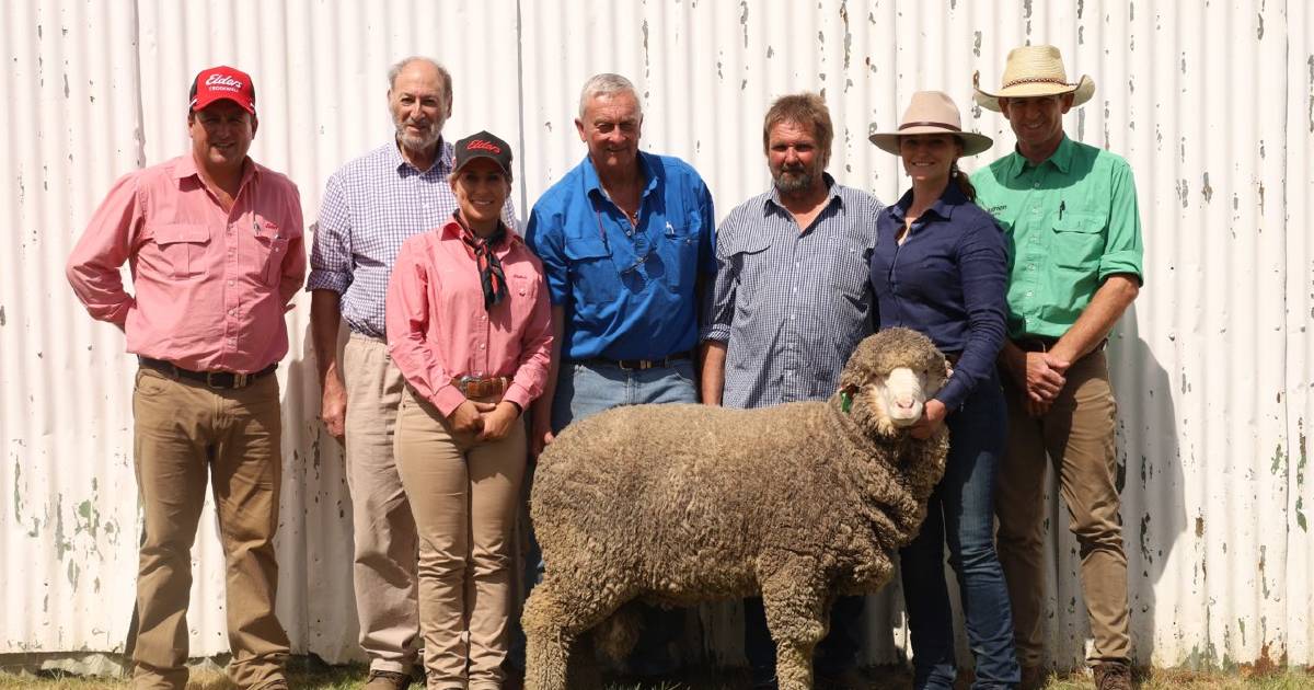 Hollow Mount ram sold to Tasmania