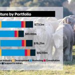 How Longhorns found a home in Mount Isa