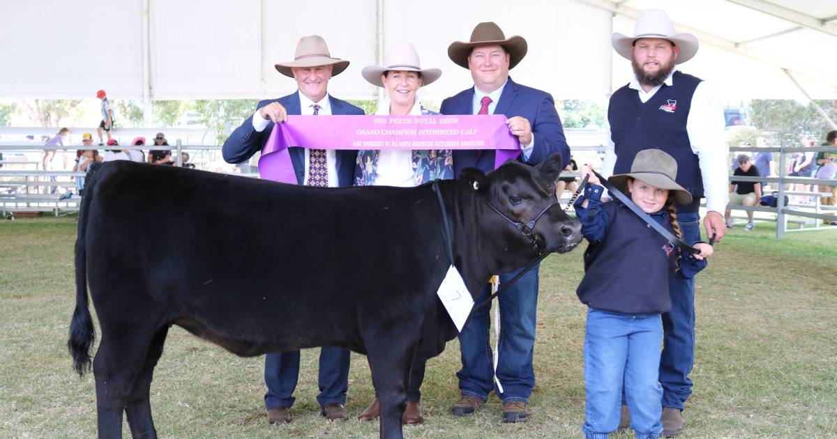 Tullibardine, Narrikup Angus heifer wins interbreed at Perth Royal Show | Farm Weekly