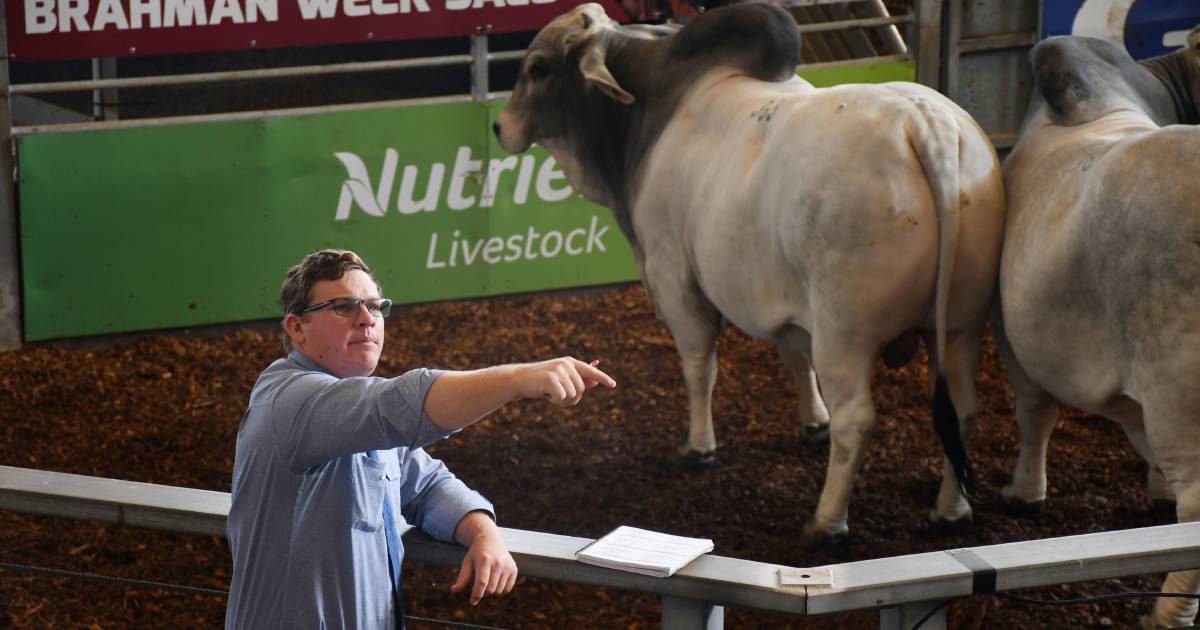 Brahman Week Sale data reveals a buyers market in 2023 | Queensland Country Life