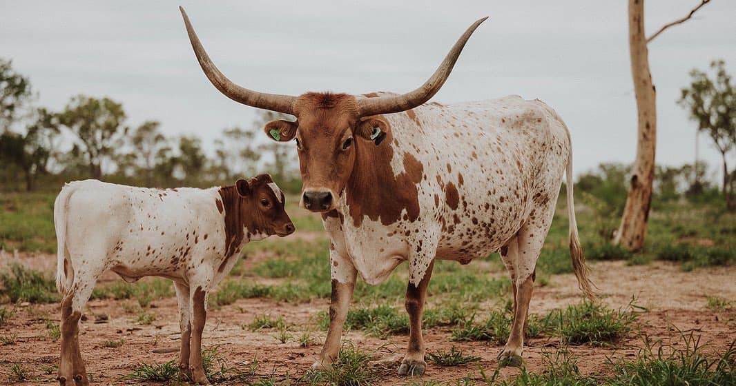 How Longhorns found a home in Mount Isa