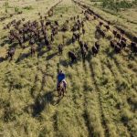 Bowen Suffolks welcome return buyers | The Land