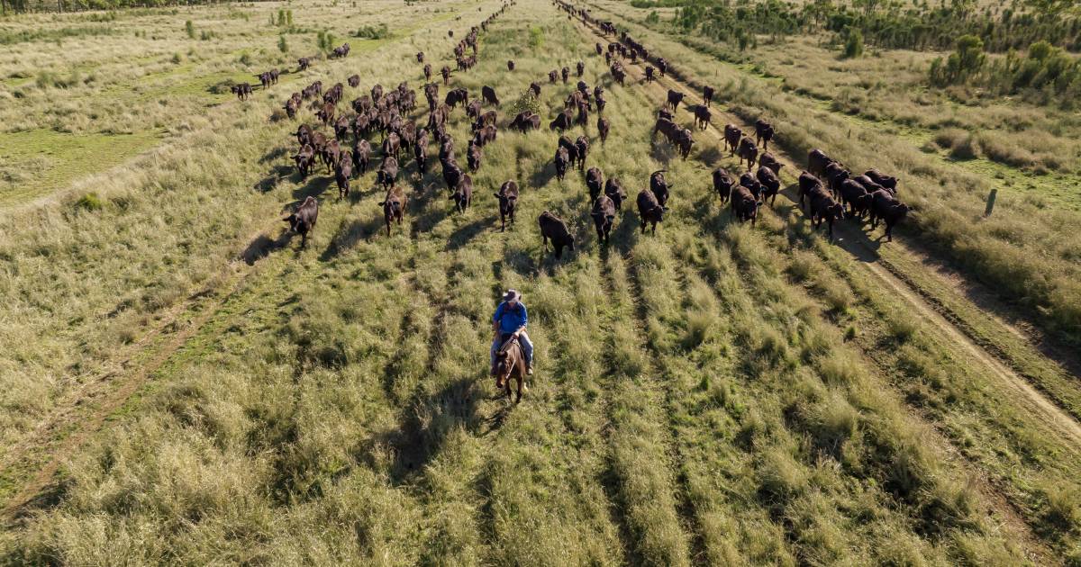 Hewitt, MLA join to blueprint meat industry’s ESG future | The Land