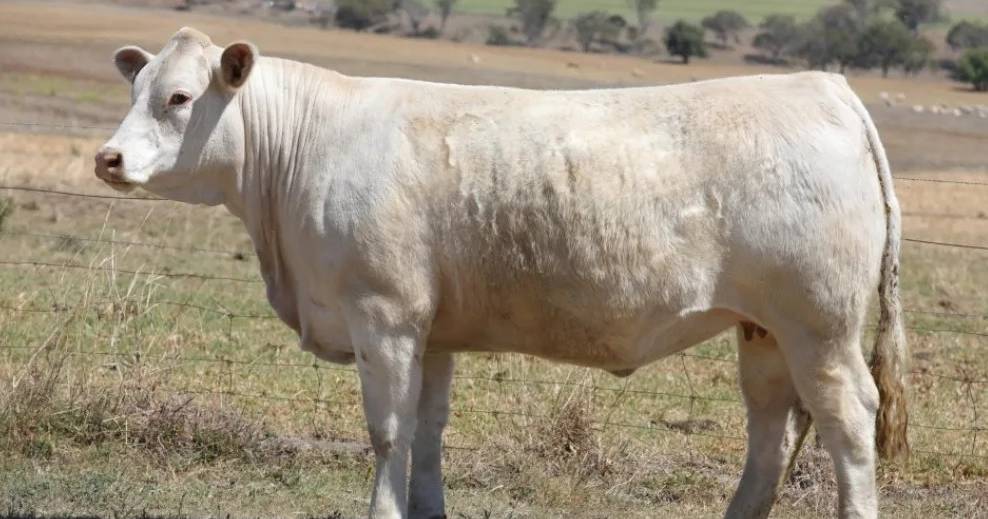 Strong online support for first Mountview Charolais female on-property sale