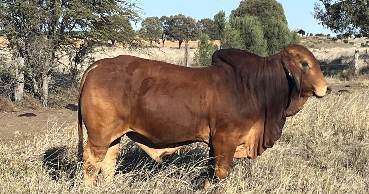 Top Rockley bull heads to Cloncurry after inaugural Frontier Genetics Bull Sale