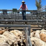 Warwick early childhood educator is country's best sheep judge