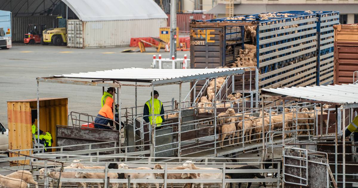 Live sheep trade kicks plenty of goals in animal welfare | Farm Weekly